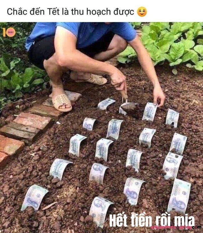 hết tiền meme trồng cây